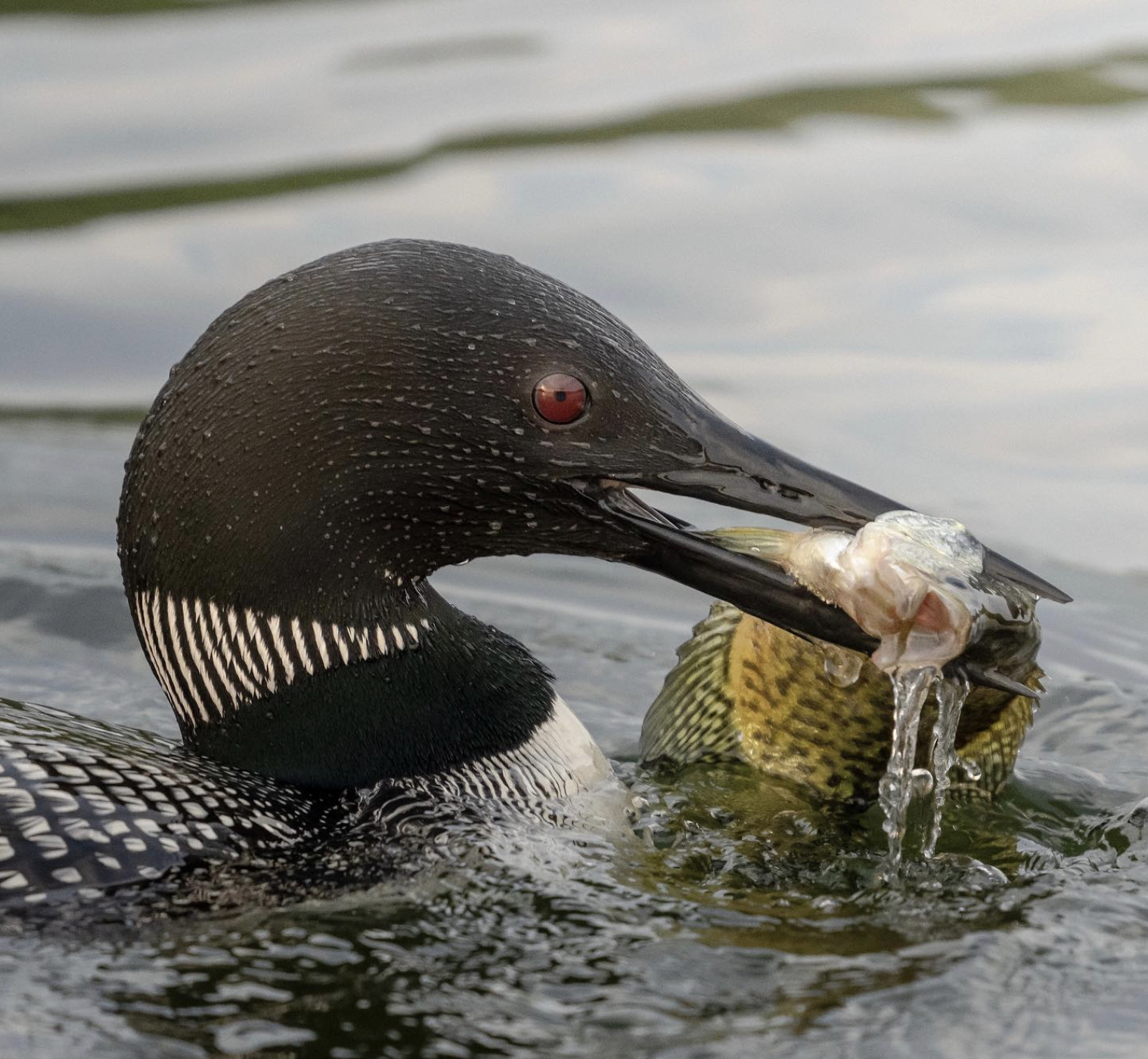 Loon eating a fish in a lake.